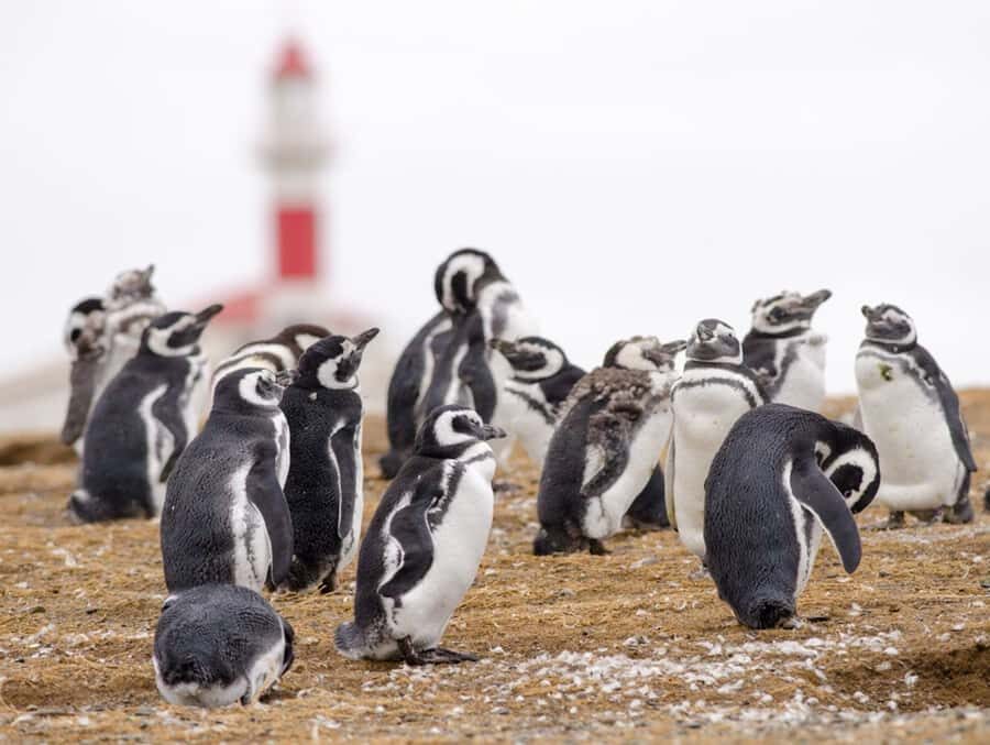 Punta Arenas: Walk with Penguins on Magdalena & Marta Island - On the Strait of Magellan: your wildlife spotting window