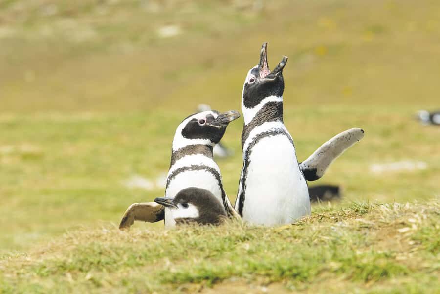 Punta Arenas: Walk with Penguins on Magdalena & Marta Island - Marta Island sea lions: how the waves decide your time