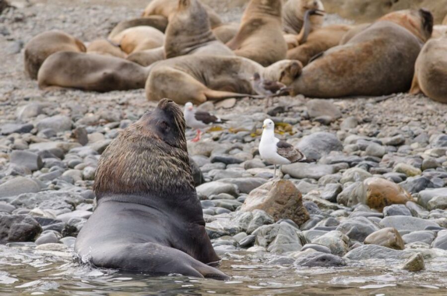 Punta Arenas: Walk with Penguins on Magdalena & Marta Island - The guide matters: what you can learn in plain language