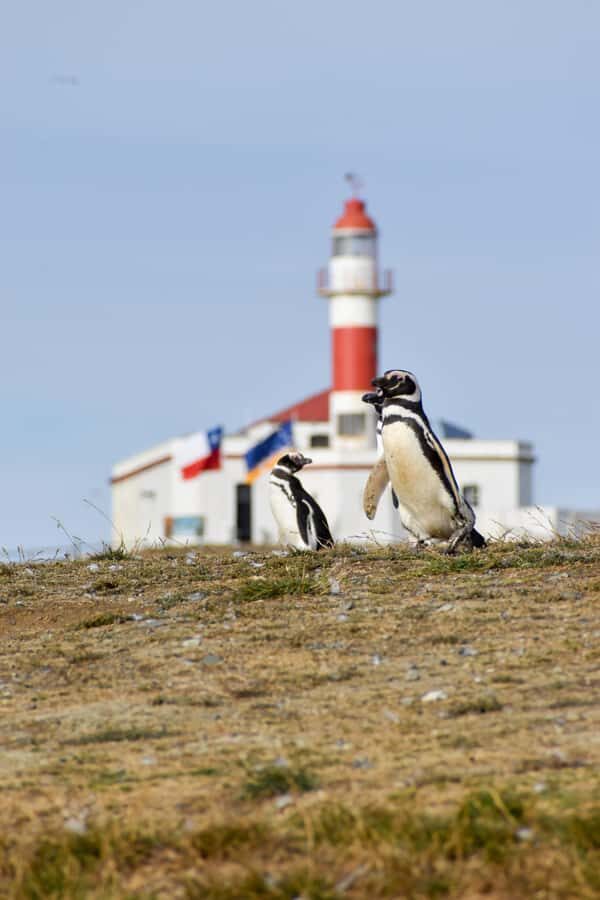 Punta Arenas: Walk with Penguins on Magdalena & Marta Island - What to pack for wind, spray, and a long boat day