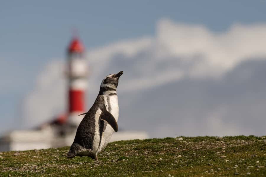 Punta Arenas: Walk with Penguins on Magdalena & Marta Island - Price and value: why $150 can be fair here