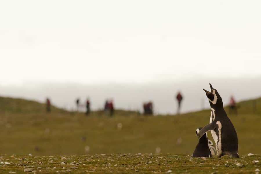 Punta Arenas: Walk with Penguins on Magdalena & Marta Island - Who should book this tour, and who should skip it