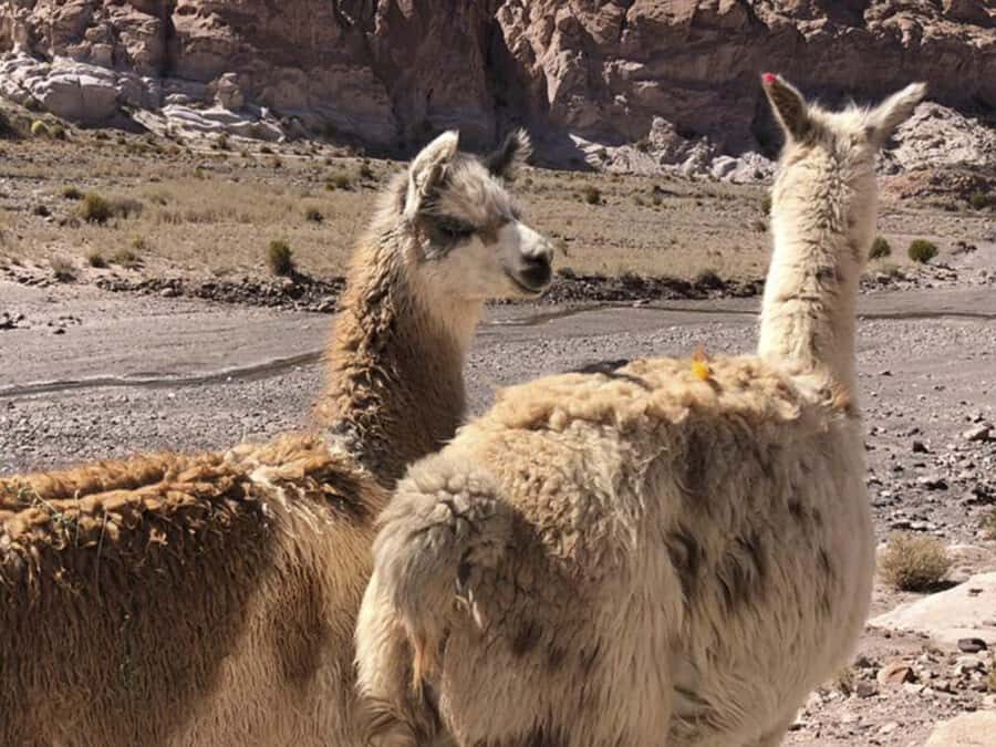 Roundtrip to the Uyuni Salt Flat and the Colored Lagoons - Altitude reality check and what to pack so you actually enjoy it