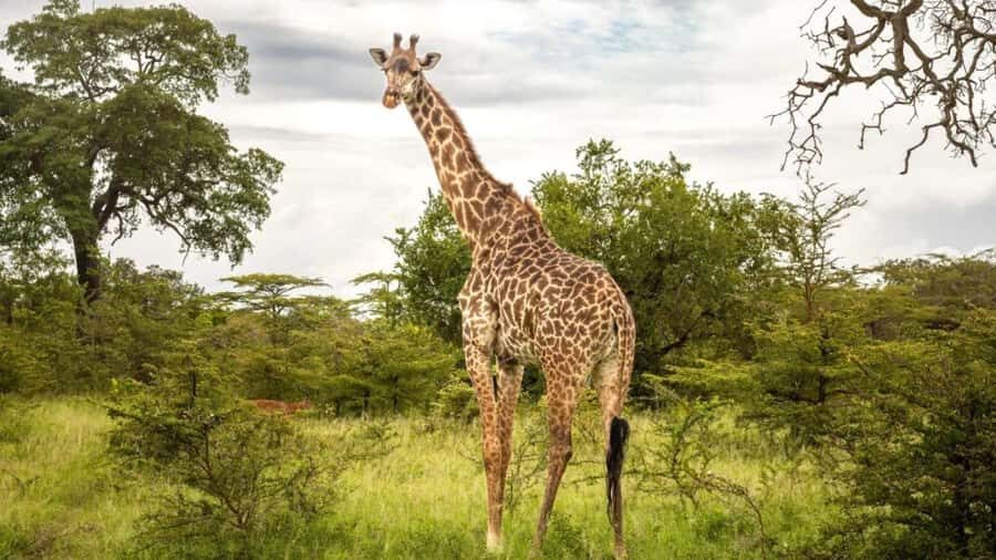 SAFARI PARK-TOUR RANCAGUA : CHILE - Key takeaways before you go