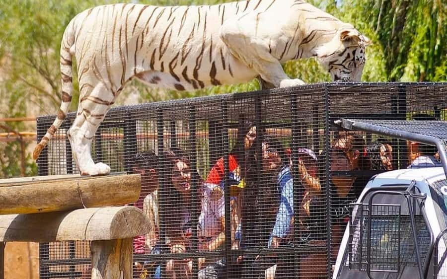SAFARI PARK-TOUR RANCAGUA : CHILE - Rancagua Safari Park: the 9-hour car-and-guides rhythm