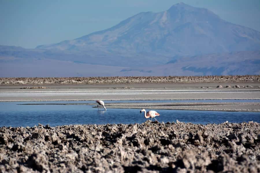 Salar de Atacama and altiplanic lagoons - Your 7-hour rhythm in North Chile: early pickup, big altitude, real time to look