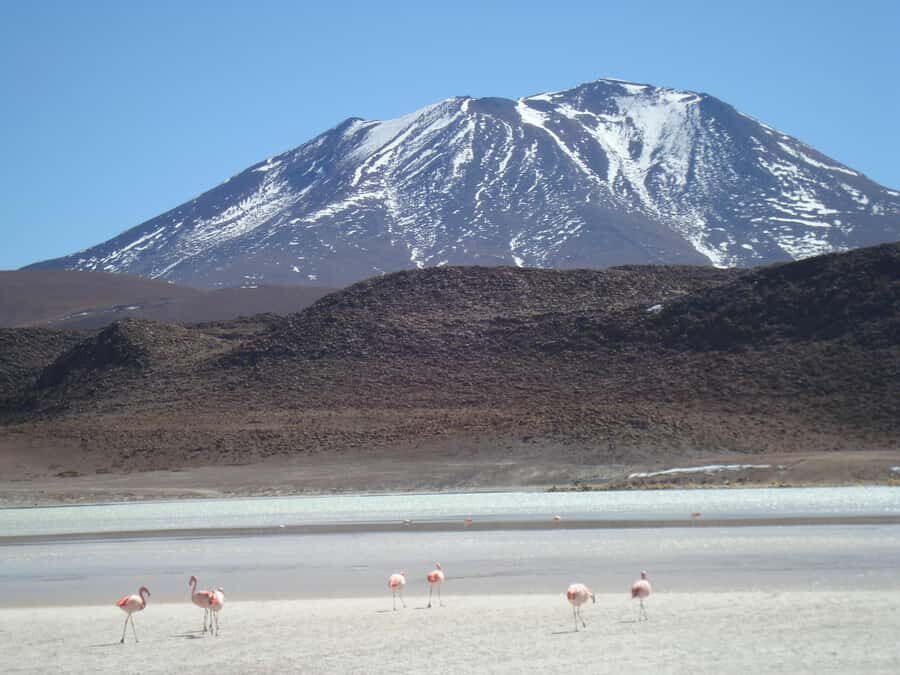 San Pedro de Atacama: 3 D. Tour Uyuni and Back to San Pedro - Laguna Colorada Flamingos: When the Wind Stops and the Birds Take Over