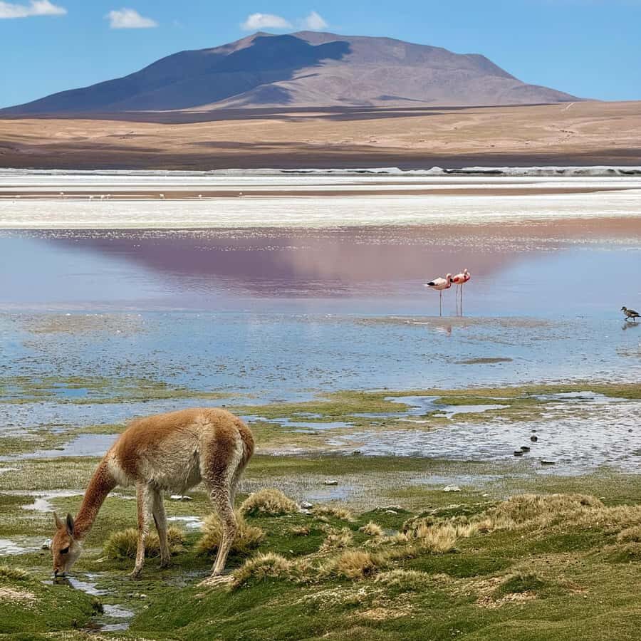 San Pedro de Atacama: 3 D. Tour Uyuni and Back to San Pedro - Who This Tour Fits Best, and Who Should Skip It