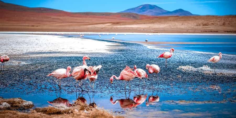 San Pedro de Atacama Day Trip: Atacama Desert and Salt Flats - Key highlights that make this day trip worth it