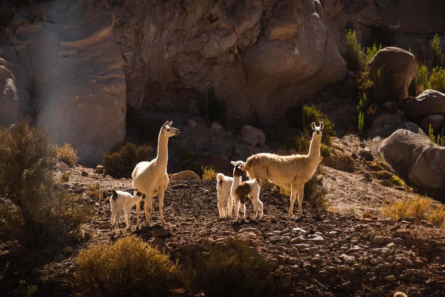 San Pedro de Atacama: Rainbow Valley & Hierbas Buenas Tour - Why this tour is a smart pick for San Pedro’s first days