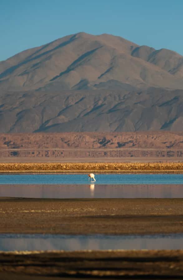 San Pedro de Atacama: Red Rocks & Altiplano Lagoons Day Trip - Altitude and early start: plan your day like a pro