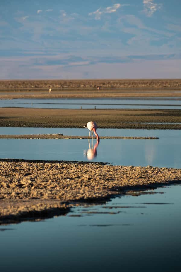 San Pedro de Atacama: Red Rocks & Altiplano Lagoons Day Trip - Tropic of Capricorn and the Inca footpath-style viewpoints