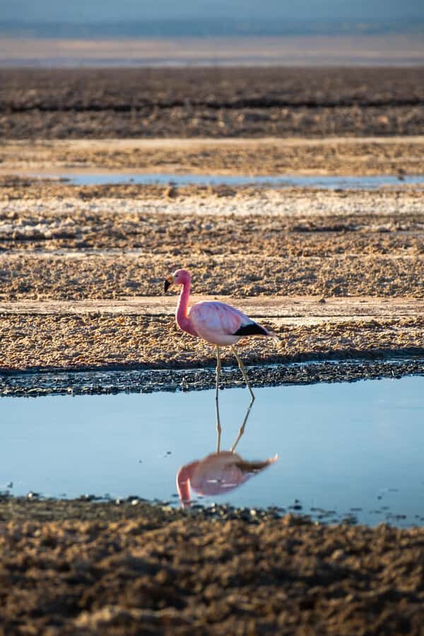 San Pedro de Atacama: Red Rocks & Altiplano Lagoons Day Trip - A secret lunch stop, then the high lagoon duo
