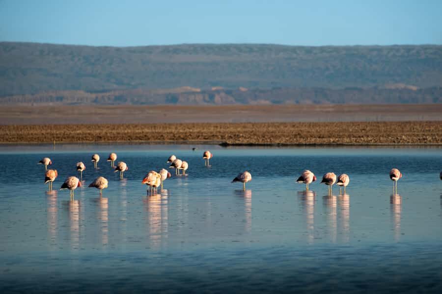 San Pedro de Atacama: Red Rocks & Altiplano Lagoons Day Trip - What to bring (and what to skip)