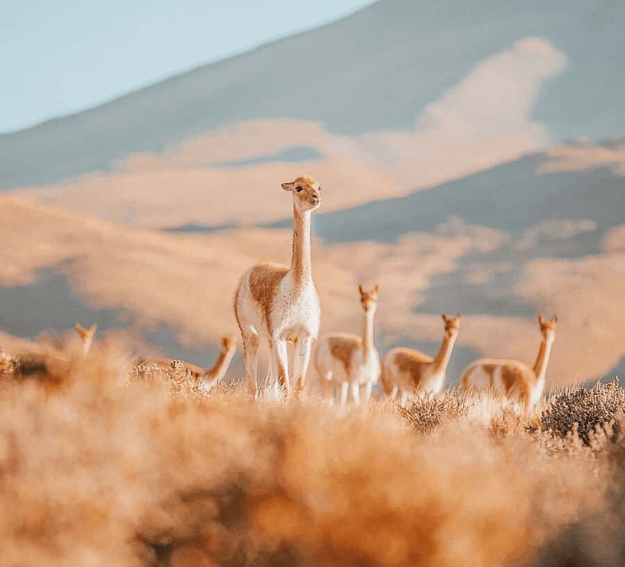 San Pedro de Atacama: Tatio Geysers and Machuca Tour - Why El Tatio at dawn is worth the early wake-up