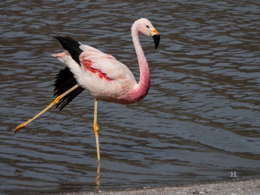 San Pedro de Atacama: Wildlife Safari and Photography Tour - Key things that make this tour worth it