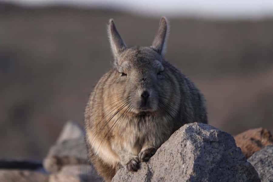 San Pedro de Atacama: Wildlife Safari and Photography Tour - Wildlife Safari in San Pedro: built for spotting and shooting