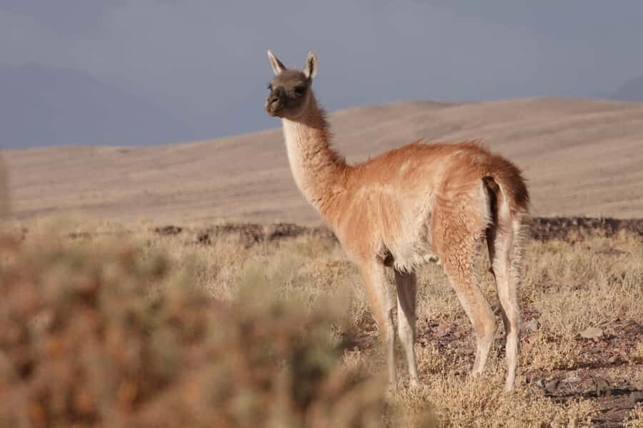 San Pedro de Atacama: Wildlife Safari and Photography Tour - Machuca Village wetlands: the birdlife stop that often steals the show