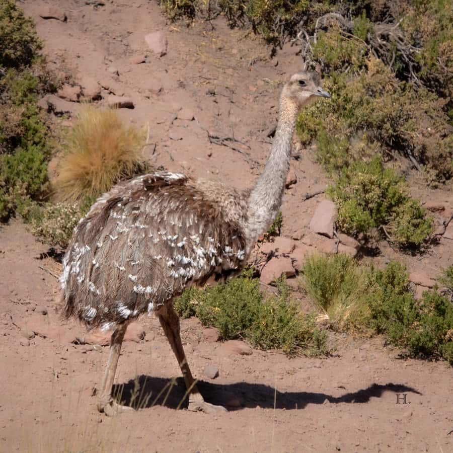 San Pedro de Atacama: Wildlife Safari and Photography Tour - Why this tour’s “small group” setup helps your photos
