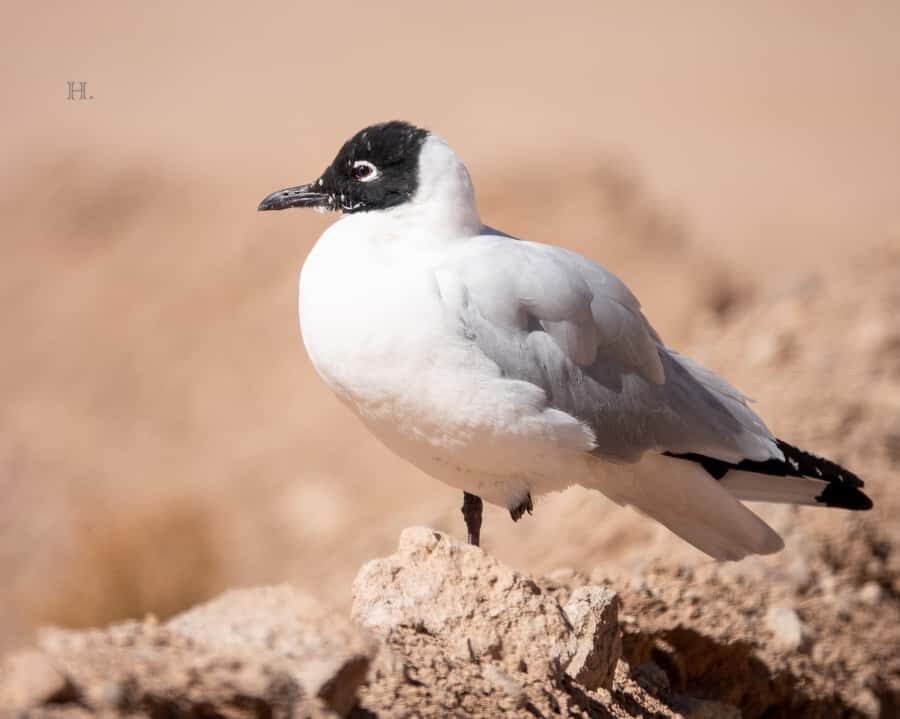 San Pedro de Atacama: Wildlife Safari and Photography Tour - Gear and guidance: the included optics are the point