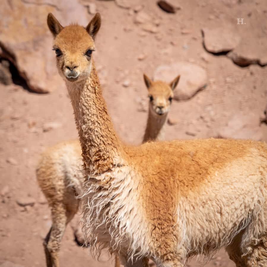 San Pedro de Atacama: Wildlife Safari and Photography Tour - Price and value: $145 for the optics and the right guidance