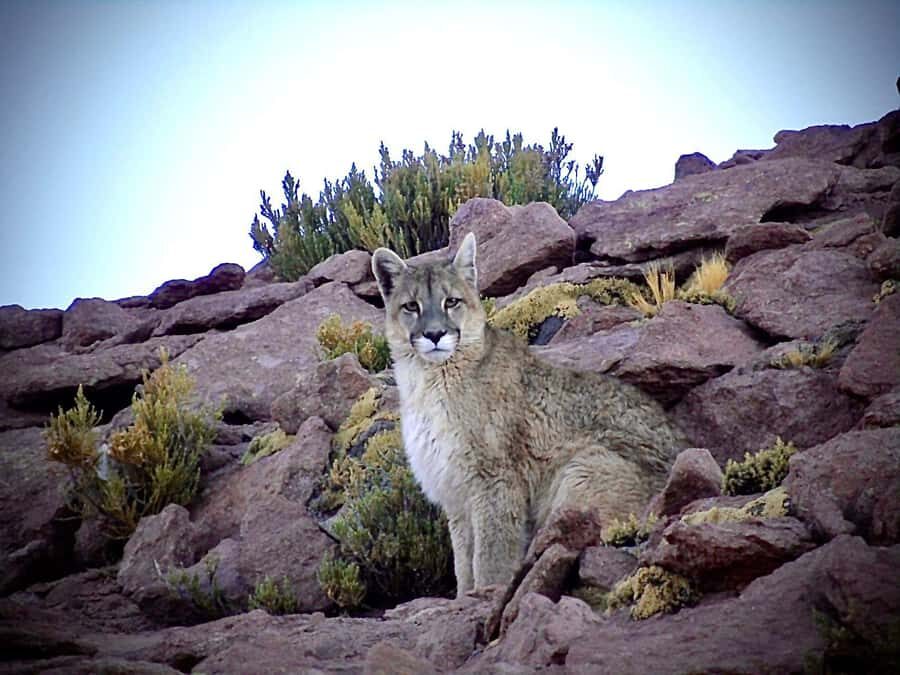 San Pedro de Atacama: Wildlife Safari and Photography Tour - From pickup to Quirquincho Pass: rocky spotting for guanacos and vizcachas