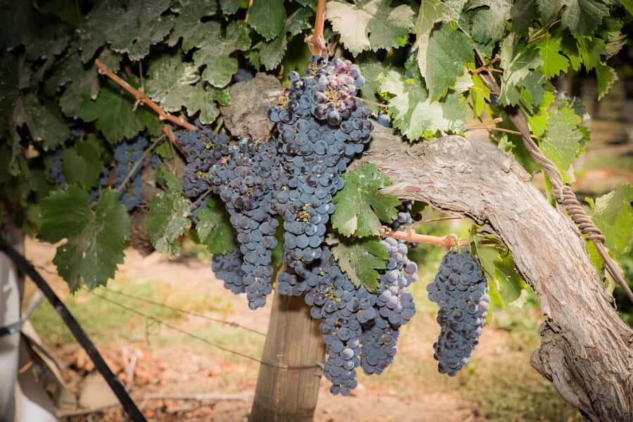 Santa Rita: Tour + Premium Wine Tasting + Private Transport - The Wine Tasting Experience: Four Ultra Premium Wines With Real Pairing Logic