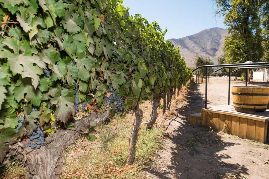 Santa Rita: Tour + Premium Wine Tasting + Private Transport - The Practical Tips That Actually Help