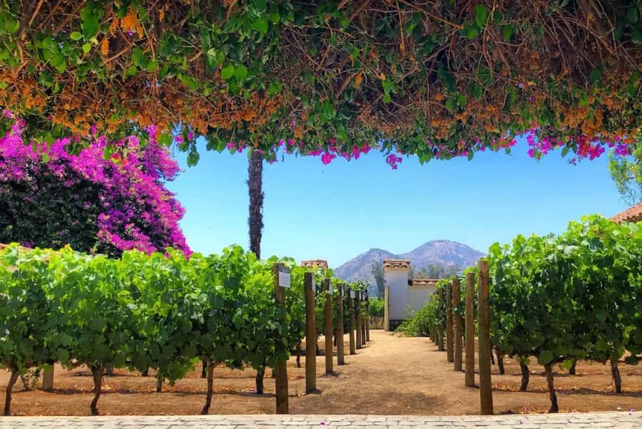 Santa Rita Vineyard Tour: History, Wine, and Outdoor Picnic - Key Highlights You’ll Care About