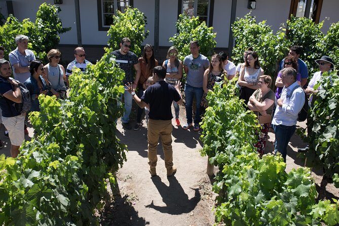 Santa Rita Winery Selection Tour - Where Viña Santa Rita fits into a Santiago wine day