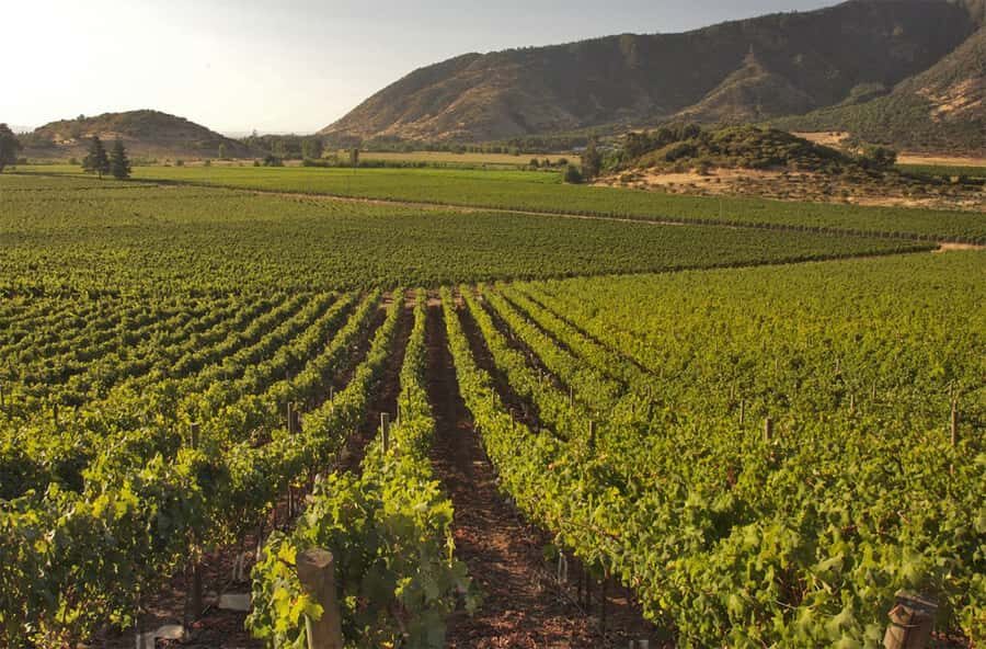 Santiago: Concha y Toro and Undurraga Vineyards Tour - Key points before you go