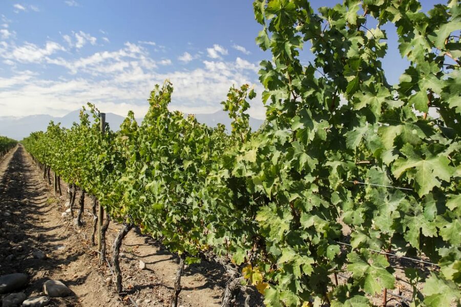 Santiago: Concha y Toro and Undurraga Vineyards Tour - Group size, guides, and getting around safely