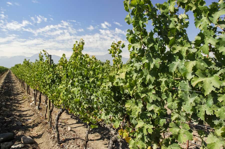 Santiago: Concha y Toro and Undurraga Vineyards Tour - What to bring (and what to skip)