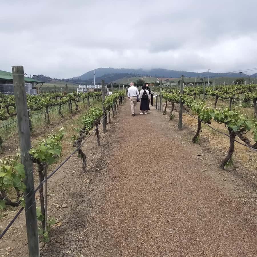 Santiago: Cousiño Macul Vineyard Premium Tasting Tour - Price and Timing: Is $70 Good Value for 90 Minutes?