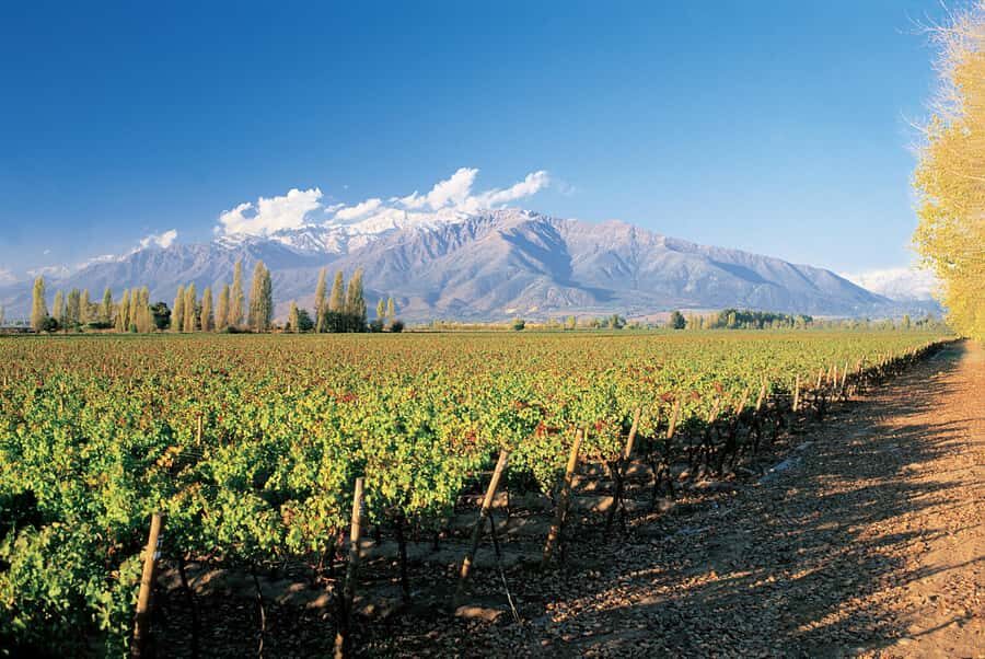 Santiago: Main Chilean Wineries Private Half-Day Tours - The 5-Hour Structure: How the Day Feels from Pickup to Drop-Off