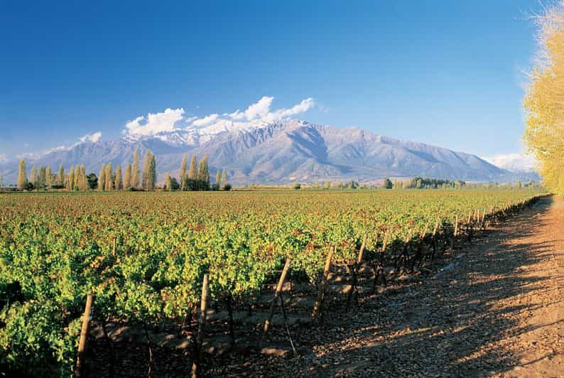 Santiago: Main Chilean Wineries Private Half-Day Tours - Price and Logistics: Does $290 Buy You Enough?