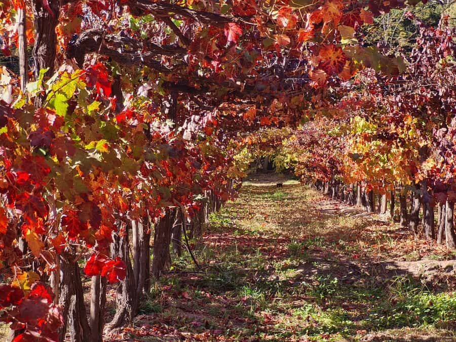 Santiago: Maipo Valley Wine Tasting Tour with 4 Vineyards - Price and value: what $134 buys you in real terms
