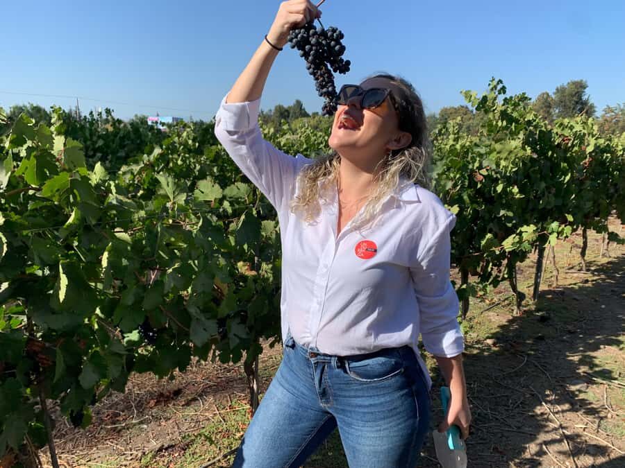 Santiago: Maipo Valley Wine Tasting Tour with 4 Vineyards - Campo La Quirinca: the farm-to-glass start (and pisco)