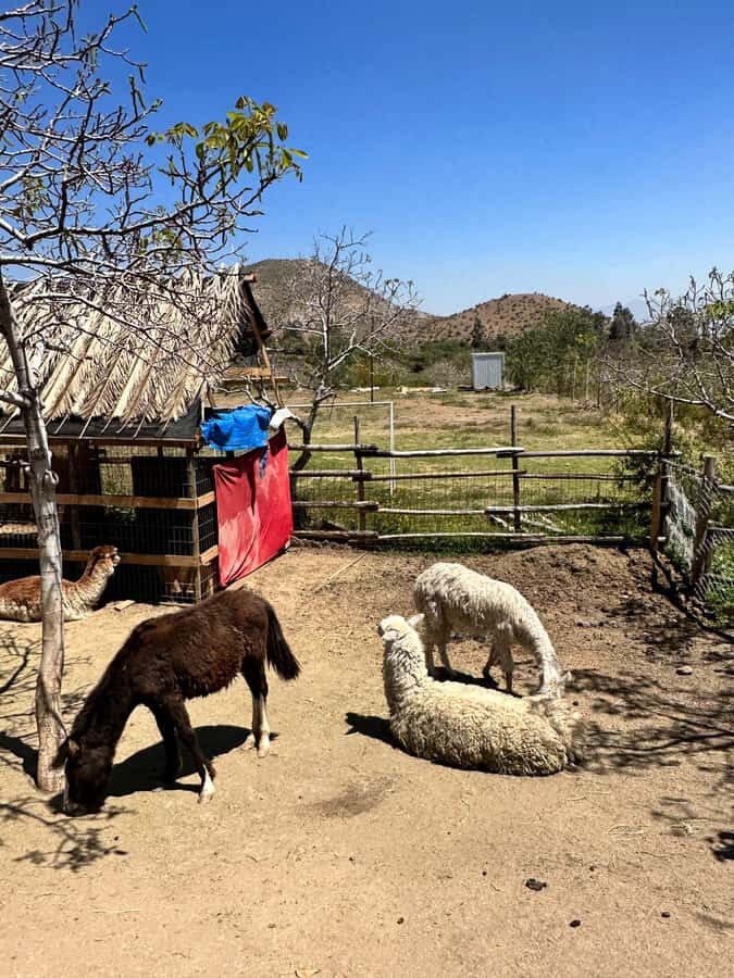 Santiago: Portillo and Laguna del Inca Day Trip with Picnic - Picnic with llamas: included value, but set your expectations