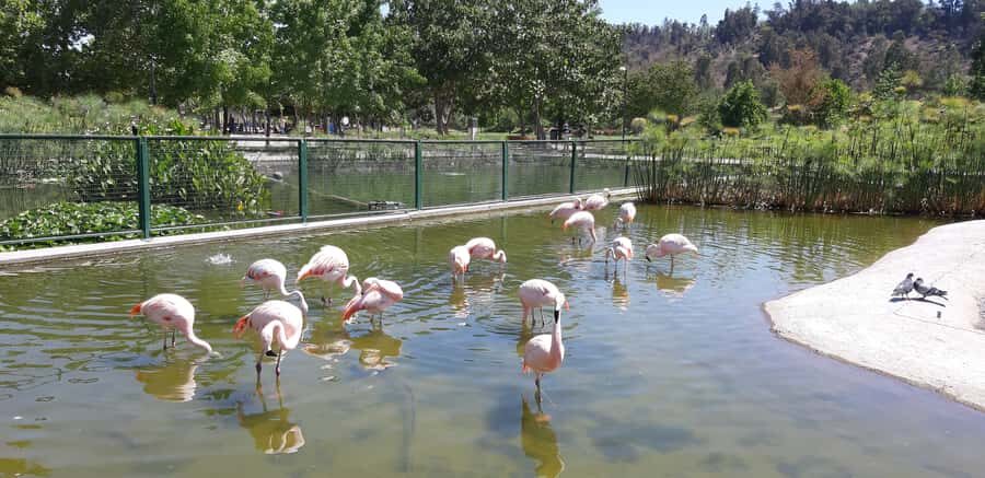 Santiago: Private Half-Day City Tour - Viewpoints And Parks: The Santiago Layout In Real Life