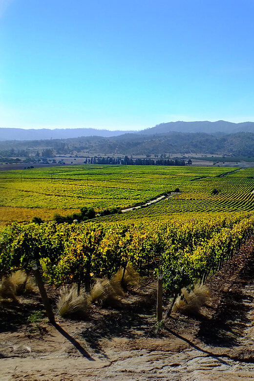 Santiago: Tour to Valparaiso and Casablanca - Casablanca Valley Vineyard Stop: Tastings, Vineyard Time, and Store Prices