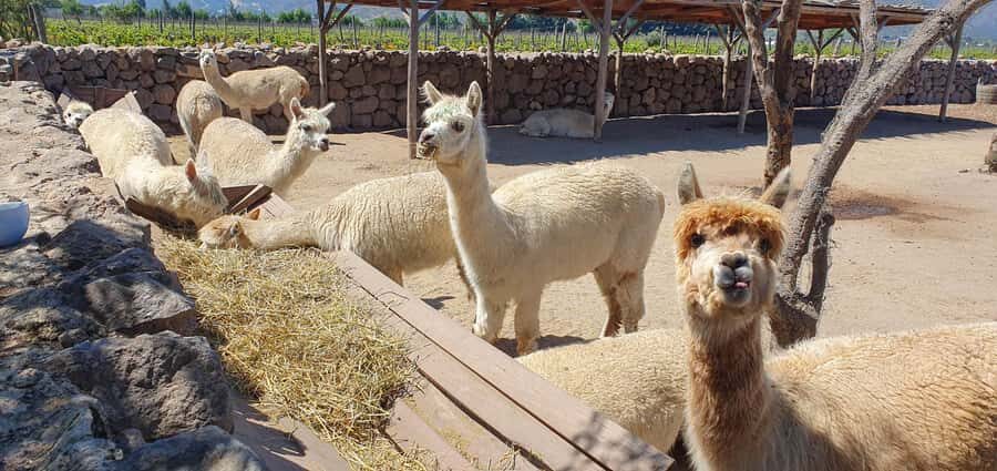 Santiago: World-class Wines, Visit to 4 Vineyards and Tanino - Viñamar and the sparkling clue: tasting with production in mind