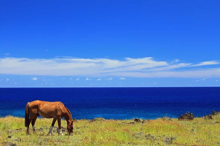 Terevaka Horse Excursion: The highest point and 360° view. - Terevaka’s 360° View: Why This Summit Feels Different