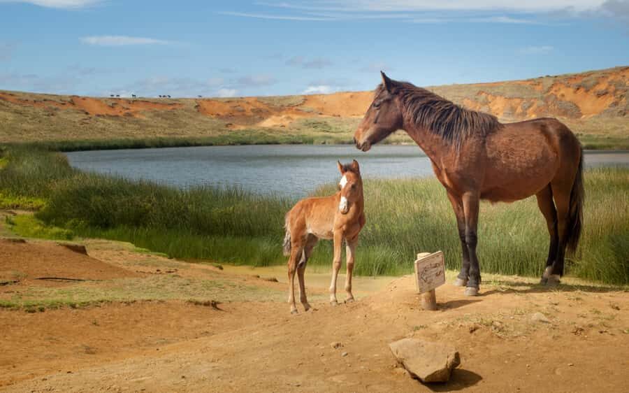 Terevaka Horse Excursion: The highest point and 360° view. - The Terevaka Stop: Guided Meaning, Then Time to Look