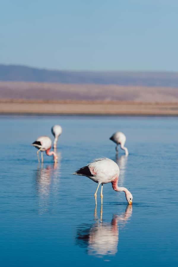Triple tour: Red stones, highland lagoons and Chaxa Lagoon - Key Things I’d Prioritize