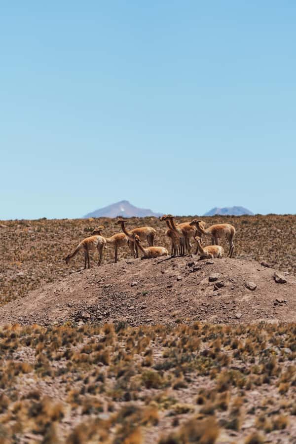 Triple tour: Red stones, highland lagoons and Chaxa Lagoon - Guides and Photo Stops: The Difference Between Seeing It and Getting It