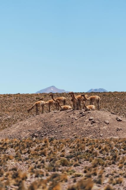 Triple tour: Red stones, highland lagoons and Chaxa Lagoon - Piedras Rojas and Socaire: Crimson Rocks and Adobe Village Life
