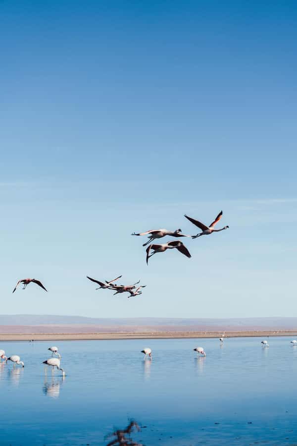 Triple tour: Red stones, highland lagoons and Chaxa Lagoon - Laguna Chaxa in the Atacama Salt Flat: Where Flamingos Do Their Thing