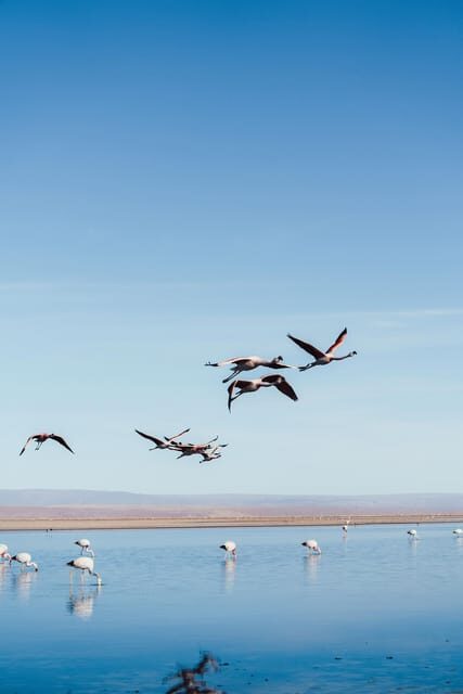 Triple tour: Red stones, highland lagoons and Chaxa Lagoon - Getting There and Timing: Shared Van, Remote Roads, Lots of “Window Time”