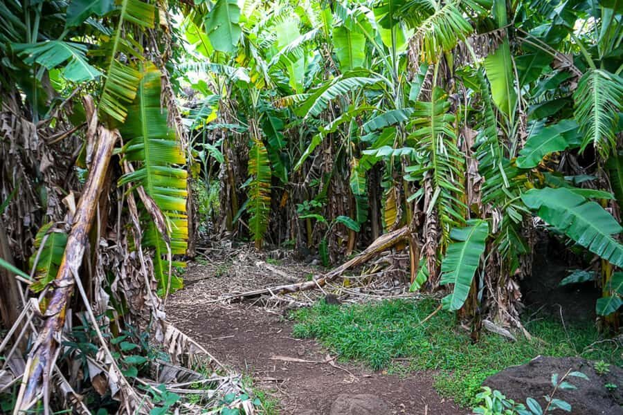 Volcanic Refuges: Excursion to Underground Civilization - Getting There Smoothly: Pickup in Hanga Roa